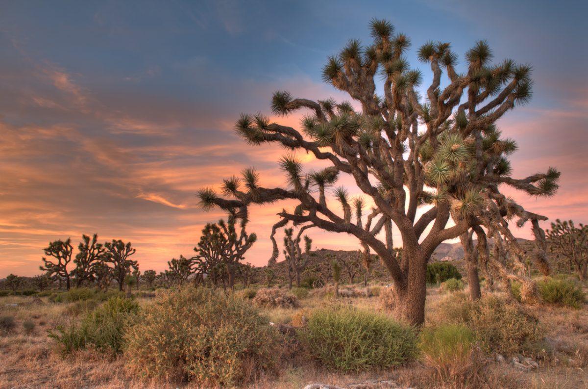 Sunset at Joshua Tree National Park in Southern California