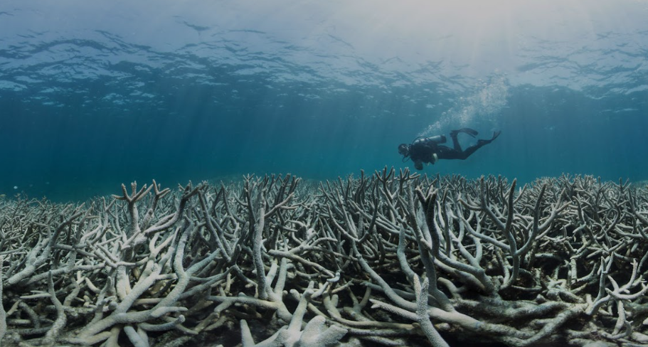 Heron Island in Australia has lost between 60 and 80 percent of healthy
coral (Great Barrier Reef Foundation)